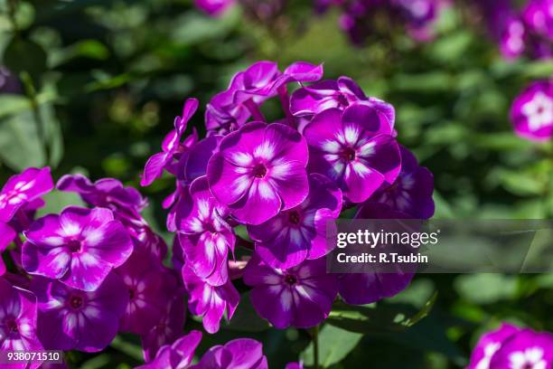 pink flower closeup - raceme stock pictures, royalty-free photos & images