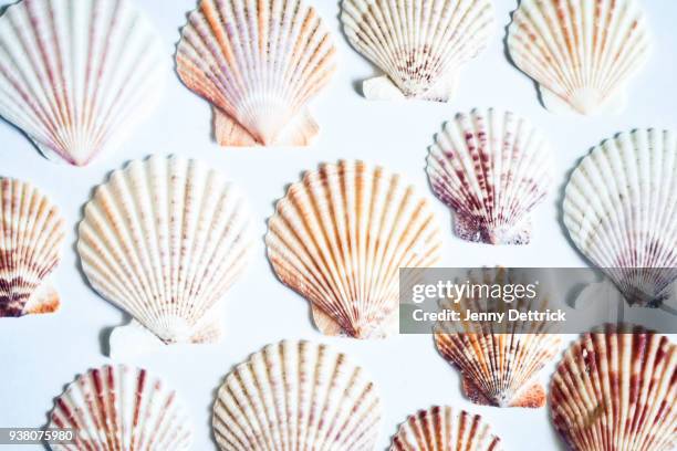 Shell Photography Abstract Sea Shells Abstract Photos and Premium High Res Pictures - Getty Images