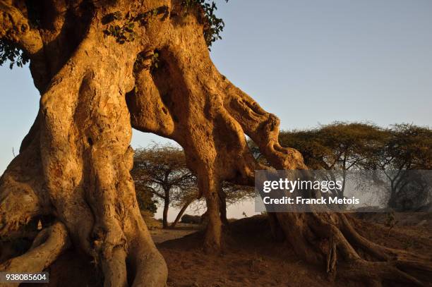 sycamore fig tree (ethiopia) - sycamore tree ストックフォトと画像