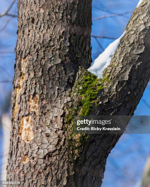 Snowdrift Tree Sno*Drift Photos and Premium High Res Pictures - Getty Images
