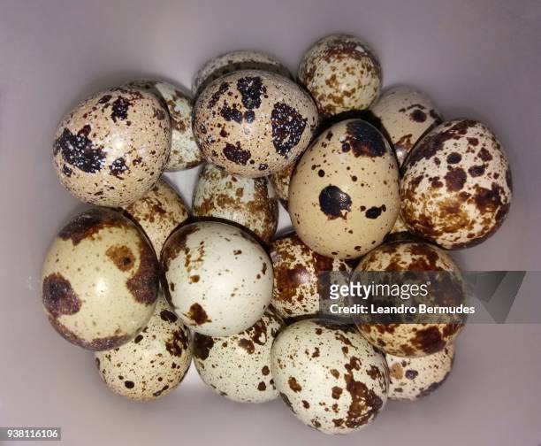 quail eggs delicacy - leandro bermudes stock pictures, royalty-free photos & images