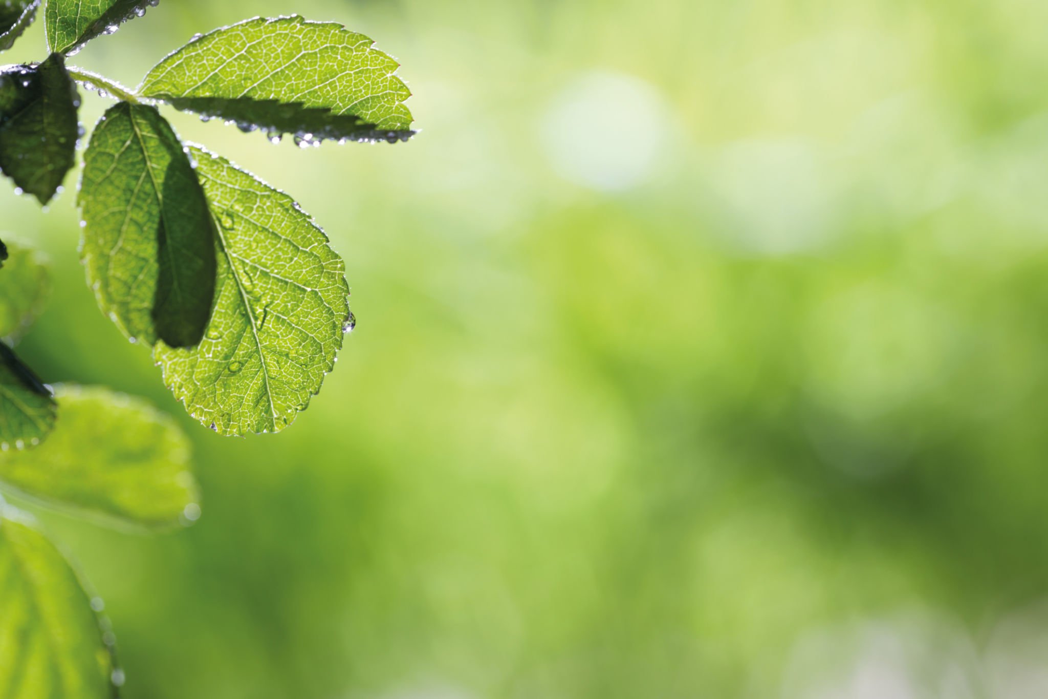 frische natur