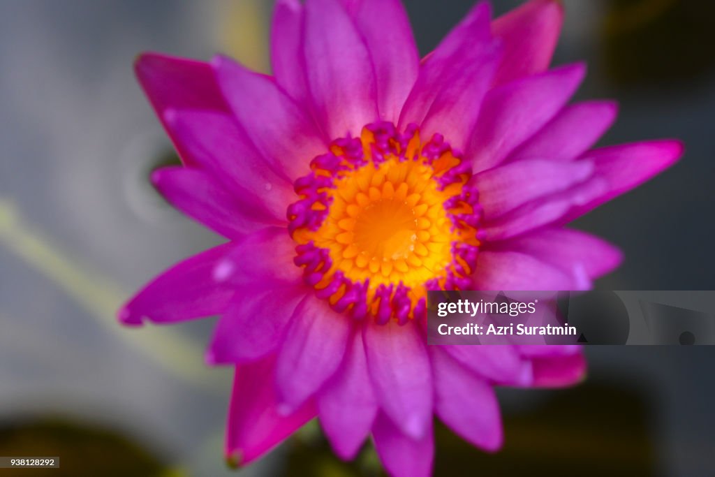 Beautiful lotus flowers or waterlily in pond