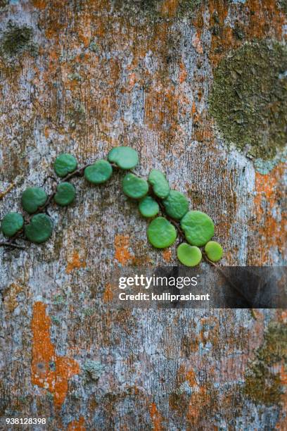 165 Money Tree Abstract Stock Photos, High-Res Pictures, and Images ...