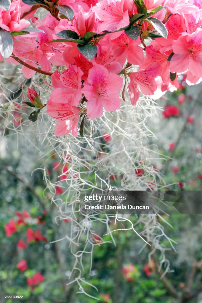 Azaleas and Spanish Moss