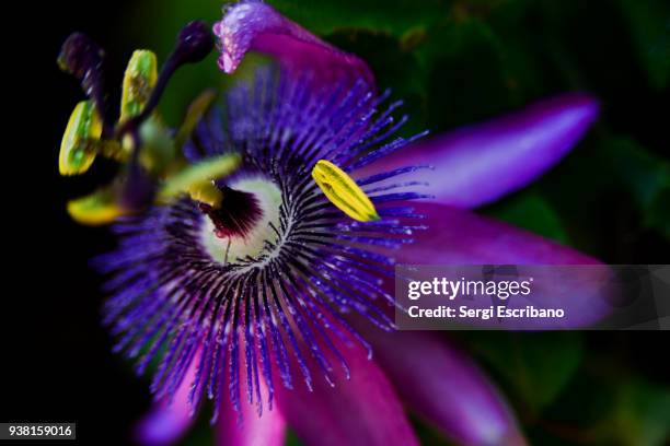 macro view of a purple passion flower - kronblatt stock-fotos und bilder