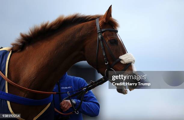 Gold Cup winning horse Native River is paraded in between races at Taunton Racecourse on March 26, 2018 in Taunton, England.