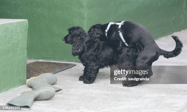 two dogs mating - dog mating stock pictures, royalty-free photos & images