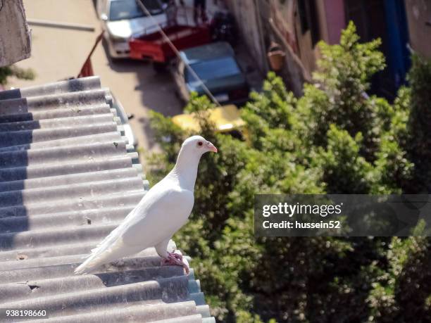 white dove - hussein52 stock pictures, royalty-free photos & images