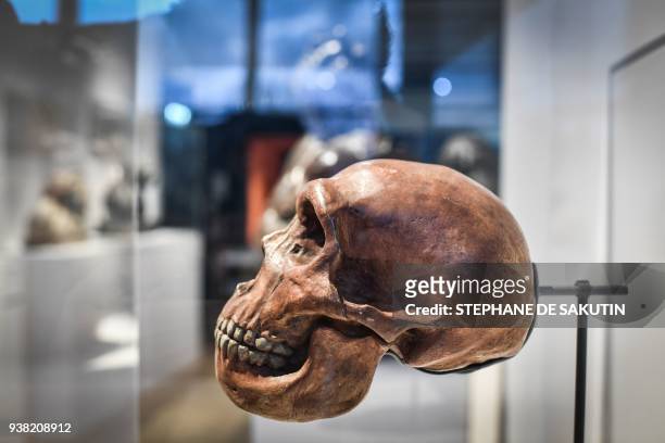Skull is displayed as part of the Neanderthal exhibition at the Musee de l'Homme in Paris on March 26, 2018. / AFP PHOTO / STEPHANE DE SAKUTIN