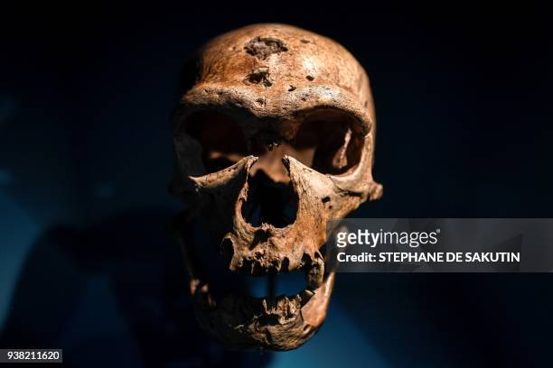Skull is displayed as part of the Neanderthal exhibition at the Musee de l'Homme in Paris on March 26, 2018. / AFP PHOTO / STEPHANE DE SAKUTIN