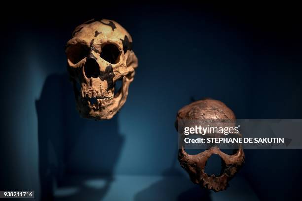 Skulls are displayed as part of the Neanderthal exhibition at the Musee de l'Homme in Paris on March 26, 2018. / AFP PHOTO / STEPHANE DE SAKUTIN