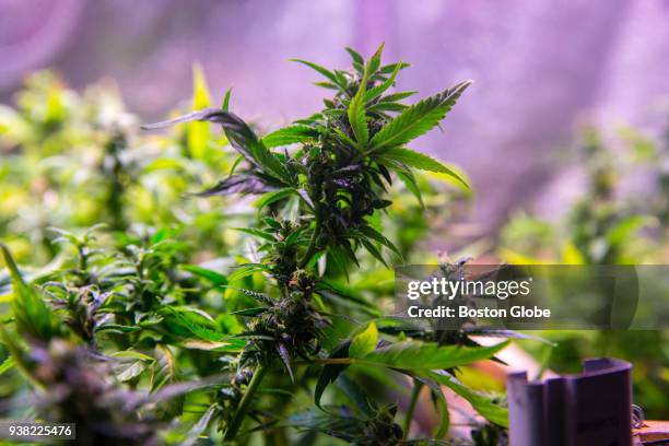 Marijuana plants grown by Tom McCurry, a retired baby boomer, sit in his basement grow room in Northampton, MA on March 21, 2018. Most baby boomers...