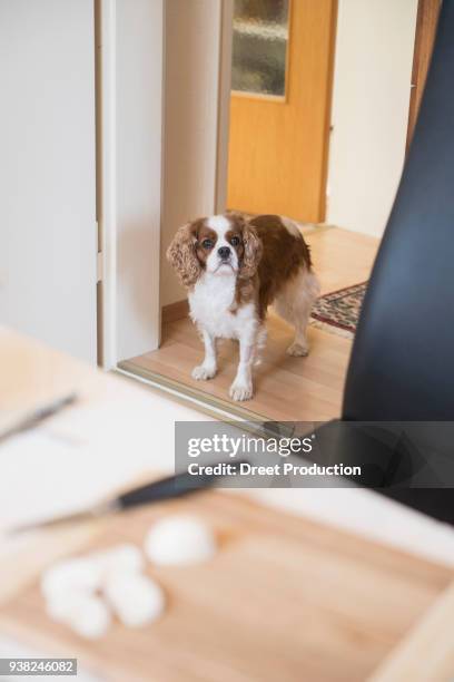 cavalier king charles spaniel dog standing in kitchen doorway - küchenmesser fotografías e imágenes de stock