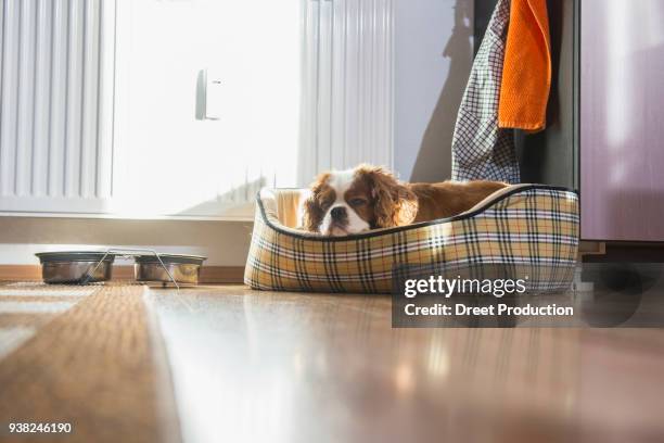 cavalier king charles spaniel lying in dog basket - handtuch bildbanksfoton och bilder