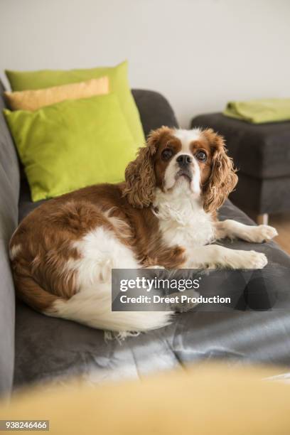 cavalier king charles spaniel dog lying on sofa - altötting stock-fotos und bilder