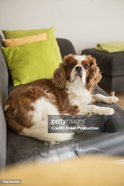 cavalier king charles spaniel dog lying on sofa - wohnzimmer photos et images de collection