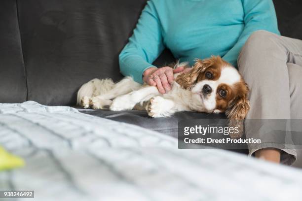 woman relaxing with cavalier king charles spaniel dog on sofa - streicheln stockfoto's en -beelden