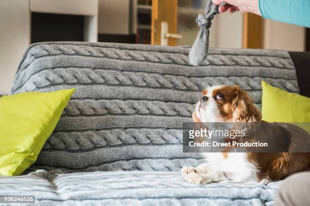 dog lying on sofa and looking up to toy in a womans hand - menschliches körperteil foto e immagini stock