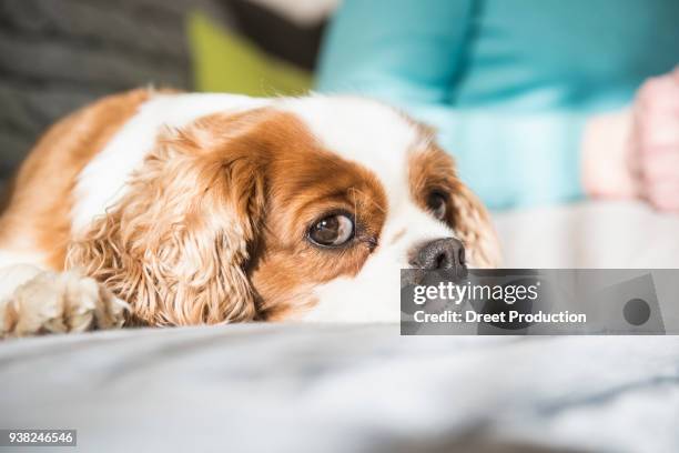 cavalier king charles spaniel dog lying on sofa - eine frau allein fotografías e imágenes de stock