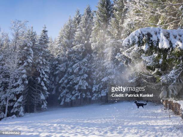 black dog (flat coated retriever) in snowy black forest, yach, elzach, baden-württemberg, germany - ruhige szene - fotografias e filmes do acervo