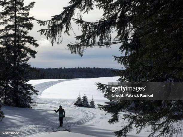 woman cross country skiing on panoramaloipe, black forest, schonach, baden-württemberg, germany - eine frau allein fotografías e imágenes de stock