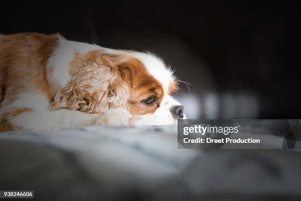 cavalier king charles spaniel dog lying on sofa - entspannung fotografías e imágenes de stock