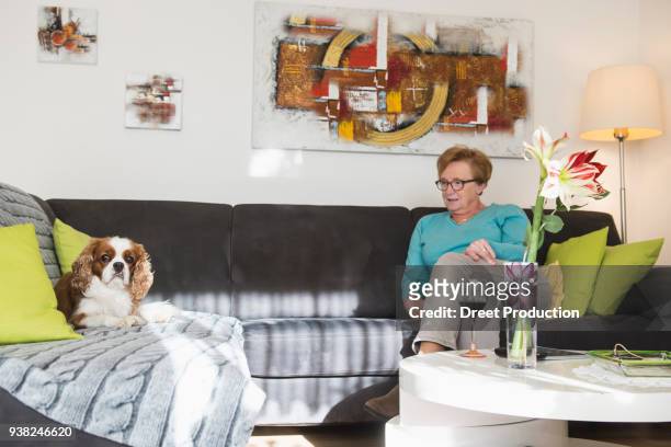 woman relaxing with cavalier king charles spaniel dog on sofa - säugetier fotografías e imágenes de stock
