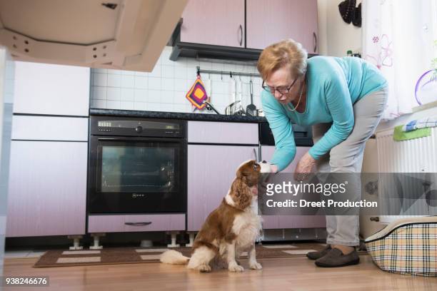 old woman stroking her pet dog in kitchen - säugetier fotografías e imágenes de stock