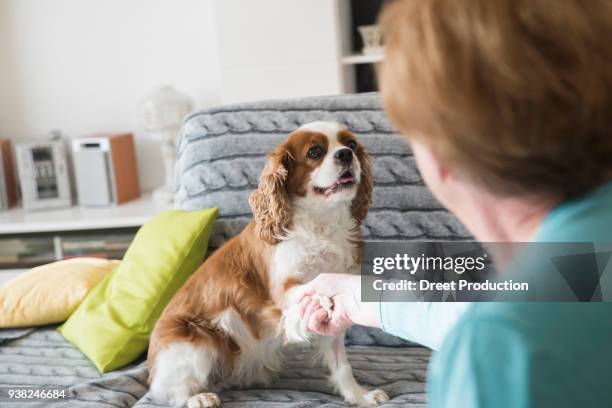 old woman holding pet dogs paw sitting on sofa at home - freundschaft fotografías e imágenes de stock