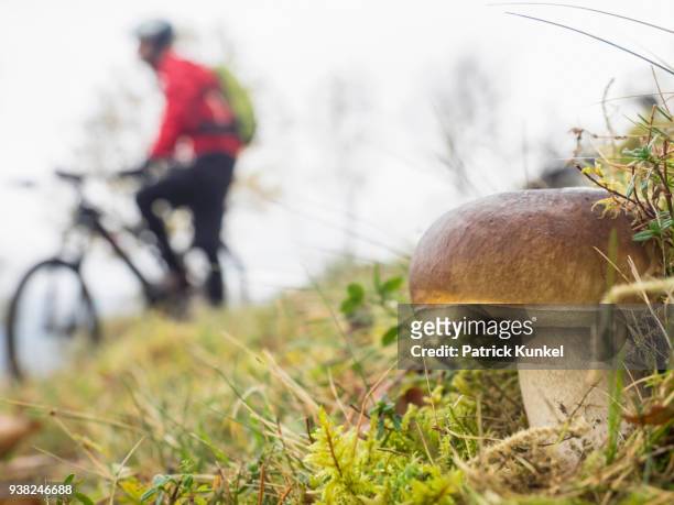 close-up of mushroom with mountain biker in the background, vosges, france - fahrrad fahren stock pictures, royalty-free photos & images