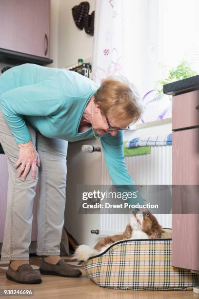 old woman stroking her pet dog in basket - schrank stock pictures, royalty-free photos & images