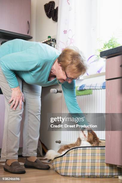 old woman stroking her pet dog in basket - das leben zu hause stock pictures, royalty-free photos & images