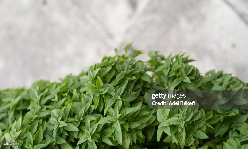 Basil in pot