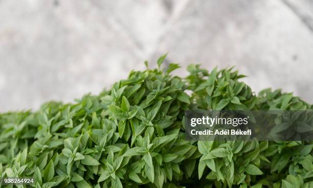 basil in pot - peppermint geranium stock pictures, royalty-free photos & images
