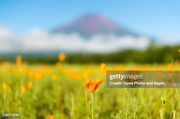 fuji and flowers - california poppies stock pictures, royalty-free photos & images