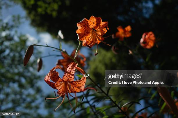 lilium lancifolium - tiger lily flower foto e immagini stock