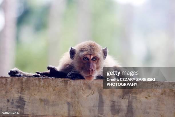a young macaque contemplating - tierfinger stock-fotos und bilder