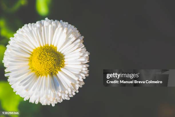 daisy in bloom - kronblatt stock-fotos und bilder