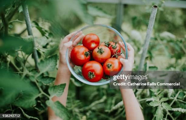 hands holding bowl of tomatoes - mature adult foto e immagini stock