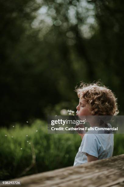 blowing dandelions - wunsch stock-fotos und bilder