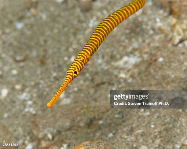 yellowbanded pipefish - lined seahorse stock pictures, royalty-free photos & images