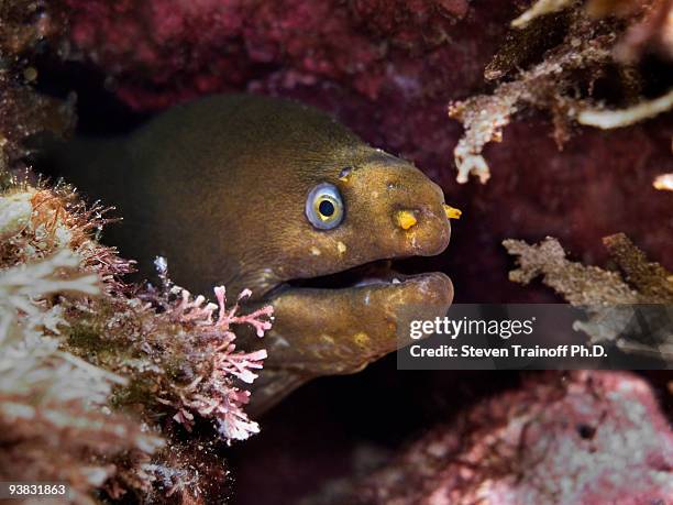 green moray - san carlos stock pictures, royalty-free photos & images
