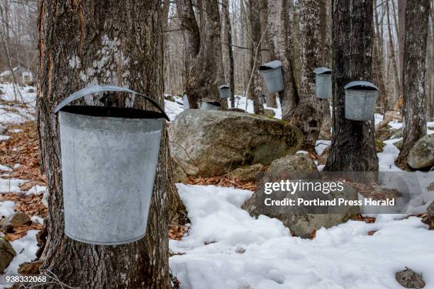 Buckets hang from maple trees at Hidden Roots Maple Farm Sunday, March 25, 2018 in Limington, Maine.