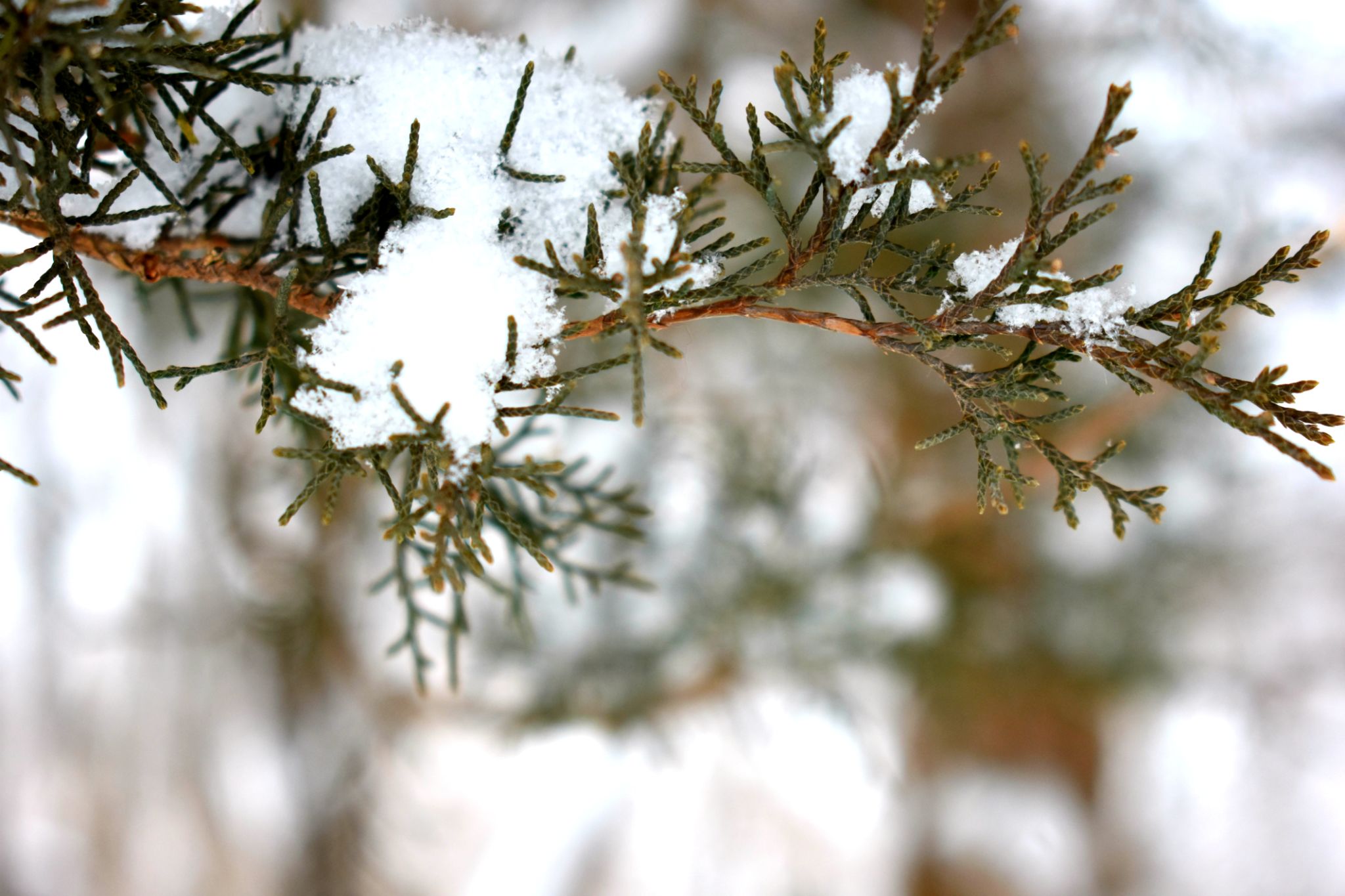 breza winter