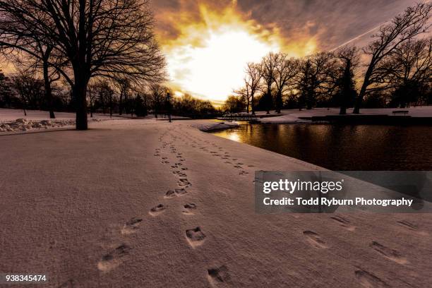 animal tracks through the snow - bloomington illinois stock pictures, royalty-free photos & images