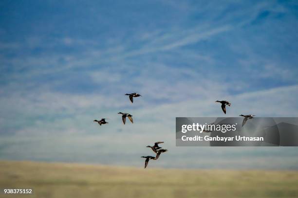 birds and wild life in mongolia - abutre fusco imagens e fotografias de stock