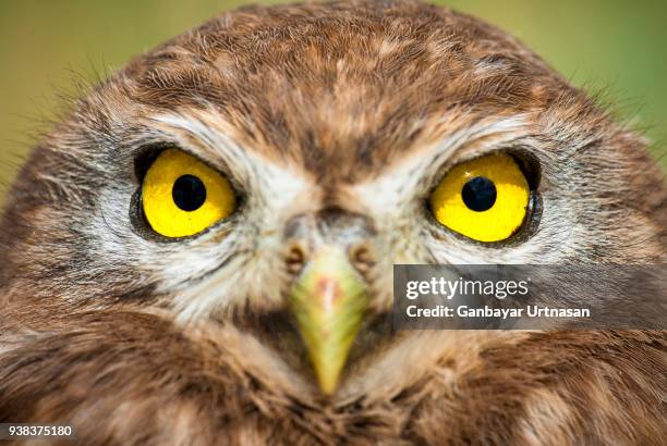 birds and wild life in mongolia - abutre fusco imagens e fotografias de stock