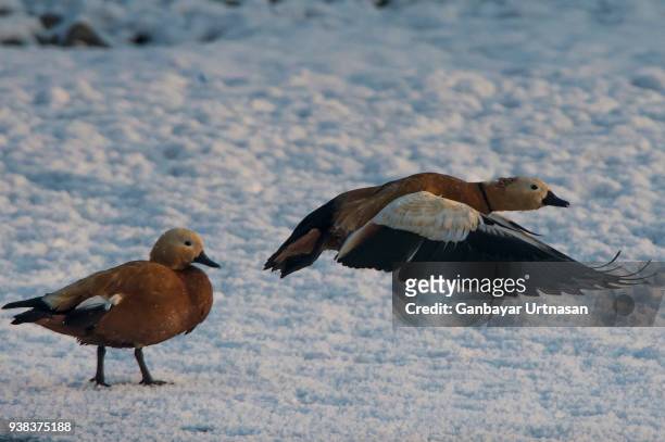birds and wild life in mongolia - abutre fusco imagens e fotografias de stock