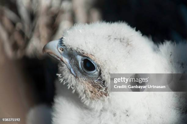 birds and wild life in mongolia - saker falcon falco cherrug stock pictures, royalty-free photos & images
